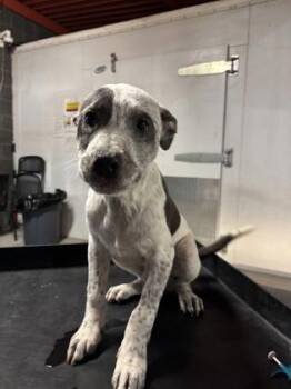 Pit Bull Terrier and Mixed Breed Dogs Available for Adoption in El Paso, Texas - 60911909 | PetCurious