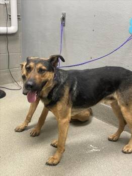 Rescue German Shepherd Dog Dogs for Adoption in Las Vegas, Nevada - MAVRICK | PetCurious