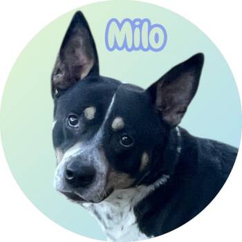 Australian Cattle Dog Blue Heeler Dogs Available for Adoption in Chuckey, Tennessee - Milo - Activity Buddy & Couch Potato! Great With People And Dogs | PetCurious