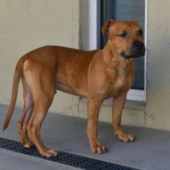Diesel -  Pit Bull Terrier Dog for Adoption in Ottawa, Kansas - Diesel | PetCurious