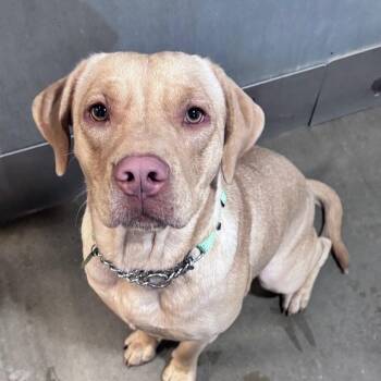 Mixed Breed Dogs Available for Adoption in Bismarck, North Dakota - Grandma | PetCurious
