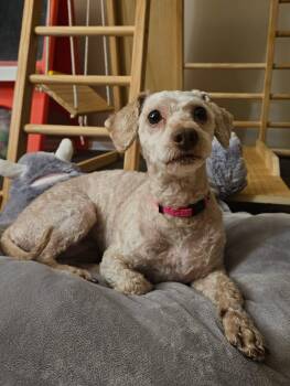 Rescue Miniature Poodle Dogs for Adoption in Holiday Hills, Illinois - Estrella | PetCurious