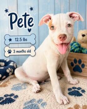 Pete the mixed breed puppy -  Boxer and American Staffordshire Terrier Dog for Adoption in Muskego, Wisconsin - Pete The Mixed Breed Puppy | PetCurious