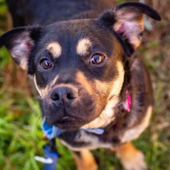 Mixed Breed Dogs Available for Adoption - Lady Fanta | PetCurious