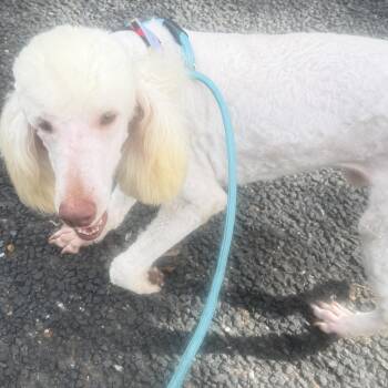 Alfie -  Goldendoodle Dog for Adoption in Louise, Texas - Alfie | PetCurious