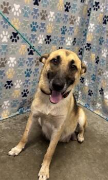 German Shepherd Dog Dogs Available for Adoption in Rosenberg, Texas - PENNY | PetCurious