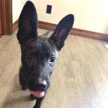 Ryder -  Mixed Breed Dog for Adoption in Buffalo, Minnesota - Ryder | PetCurious