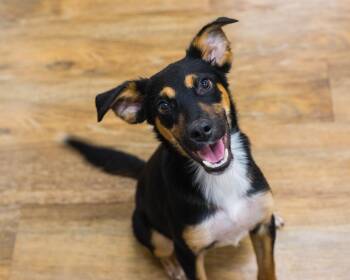 Rescue German Pinscher and Australian Shepherd Dogs for Adoption in Mont Belvieu, Texas - Aston | PetCurious