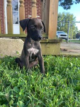 Coco -  Pit Bull Terrier and Beagle Dog for Adoption in Indianapolis, Indiana - Coco | PetCurious