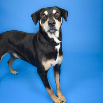 Bingo -  Terrier and Mixed Breed Dog for Adoption in West Palm Beach, Florida - Bingo | PetCurious