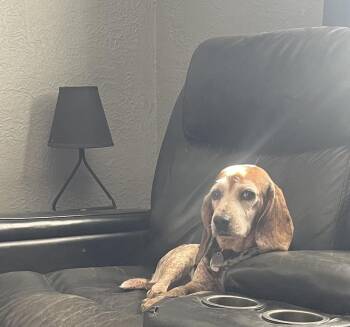 Polly -  Beagle Dog for Adoption in West Peoria, Illinois - Polly | PetCurious