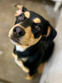 German Shepherd Dog Dogs Available for Adoption in Tom Bean, Texas - Ody (ID#A2026204) | PetCurious