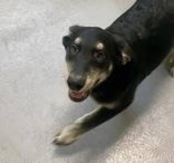 Rescue Shepherd Dogs for Adoption in Glasgow, Kentucky - Nicola | PetCurious