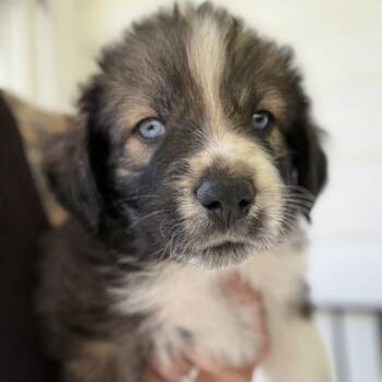 Hound and Mixed Breed Dogs Available for Adoption in Eastford, Connecticut - NY Tusky Avail May 9 (Carmel NY Fire Dept) | PetCurious