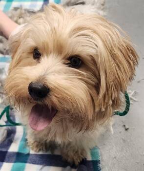 DENNIS -  Yorkshire Terrier Dog for Adoption in Peoria, Illinois - DENNIS | PetCurious