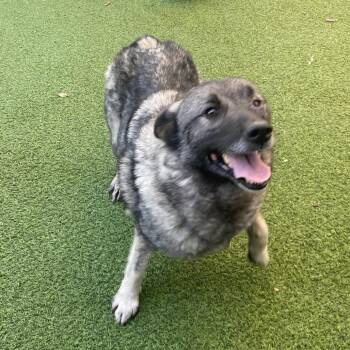 Carolyn 1651 -  Norwegian Elkhound Dog for Adoption in Loxahatchee Groves, Florida - Carolyn 1651 | PetCurious
