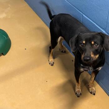 Tusk -  Terrier and Mixed Breed Dog for Adoption in Corpus Christi, Texas - Tusk | PetCurious