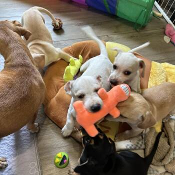 Chiweenie mix pups -  Chiweenie Dog for Adoption in Chickasha, Oklahoma - Chiweenie Mix Pups | PetCurious