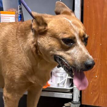 Pavi -  Australian Cattle Dog Blue Heeler Dog for Adoption in Yuma, Arizona - Pavi | PetCurious