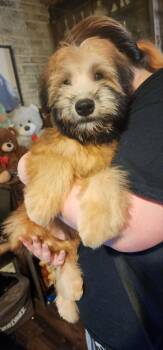 Teddy -  Wheaten Terrier Dog for Adoption in Union Grove, Wisconsin - Teddy | PetCurious