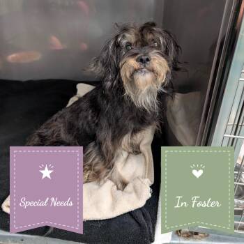 Talley -  Maltese Dog for Adoption in Chico, California - Talley | PetCurious