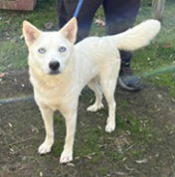 Rescue Husky Dogs for Adoption in Elkins, West Virginia - Lucy | PetCurious