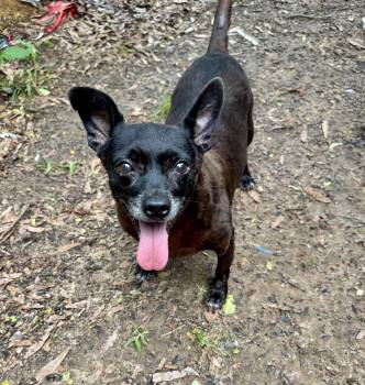 Rescue Chihuahua and Dachshund Dogs for Adoption in Fosters, Alabama - COCO AKA MEATBALL | PetCurious