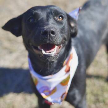 Labrador Retriever Dogs Available for Adoption - BO PEEP | PetCurious