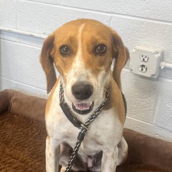 Reece -  Mixed Breed Dog for Adoption in East Hanover, New Jersey - Reece | PetCurious