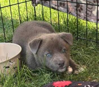 Corgi and Chihuahua Dogs Available for Adoption in Plainfield, Illinois - Chowder | PetCurious