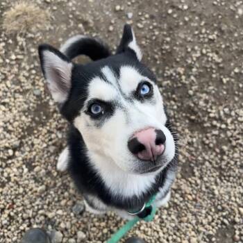 Maryann -  Husky Dog for Adoption in Philadelphia, Pennsylvania - Maryann | PetCurious