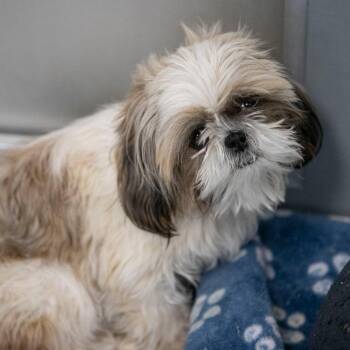 Shih Tzu Dogs Available for Adoption - Rocky (F26-48) | PetCurious