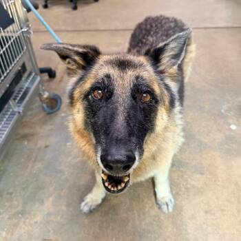 Gretta - Uchee Creek -  German Shepherd Dog Dog for Adoption in Columbus, Georgia - Gretta - Uchee Creek | PetCurious