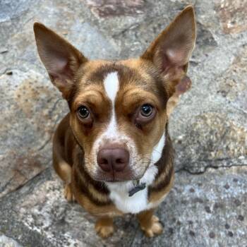Frostine (Tina) -  Chihuahua Dog for Adoption in Eastford, Connecticut - Frostine (Tina) | PetCurious