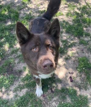 Bear -  Mixed Breed Dog for Adoption in Mishawaka, Indiana - Bear | PetCurious