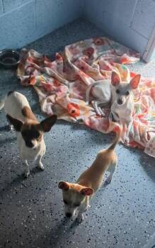 Charlie, Farrah & Jaclyn -  Chihuahua Dog for Adoption in Benson, Arizona - Charlie, Farrah & Jaclyn | PetCurious