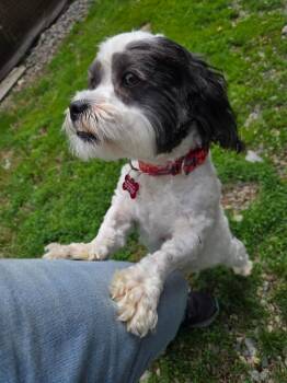 Zeb -  Shih Tzu Dog for Adoption in Lunenburg, Vermont - Zeb | PetCurious