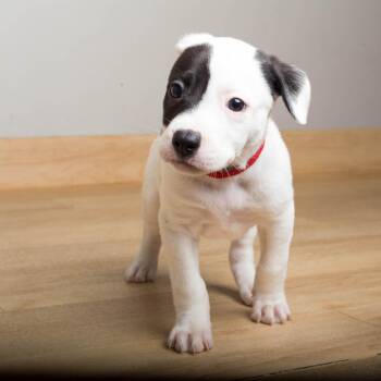 Angus D70945 -  Labrador Retriever and Beagle Dog for Adoption in Minnetonka, Minnesota - Angus D70945 | PetCurious