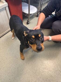 Rescue Pit Bull Terrier Dogs for Adoption in Bloomington, Indiana - Sprite | PetCurious