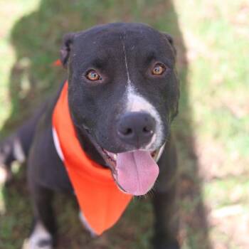 American Staffordshire Terrier Dogs Available for Adoption in San Antonio, Texas - GEORGE | PetCurious