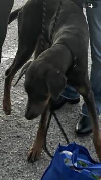 TANGO -  Doberman Pinscher Dog for Adoption in Long Beach, California - TANGO | PetCurious