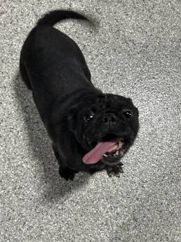 Iron man -  Pug Dog for Adoption in Antwerp, Ohio - Iron Man | PetCurious
