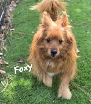 Rescue Pomeranian and Dachshund Dogs for Adoption in Palm Harbor, Florida - Foxy | PetCurious