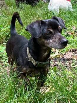 Dachshund and Chihuahua Dogs Available for Adoption in Hopkinton, Massachusetts - Fudge | PetCurious
