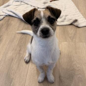Terrier Dogs Available for Adoption in Niagara Falls, Ontario - Flutter *NEW!* | PetCurious
