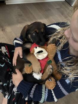 HAPPY -  Shepherd Dog for Adoption in Broomfield, Colorado - HAPPY | PetCurious