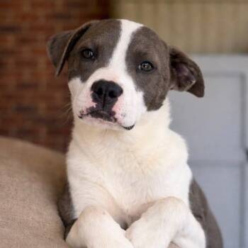 American Staffordshire Terrier and Boston Terrier Dogs Available for Adoption in Concord, North Carolina - Willow | PetCurious