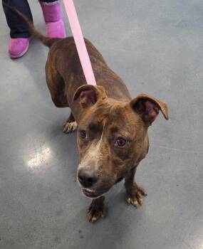Pen 192 Jessie -  Pit Bull Terrier Dog for Adoption in Lawrenceville, Georgia - Pen 192 Jessie | PetCurious