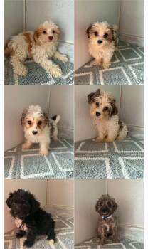 Yorkiepoo/Yochon Male & females -  Yorkshire Terrier and Bichon Frise Dog for Adoption in Woodsfield, Ohio - Yorkiepoo/Yochon Male & Females | PetCurious