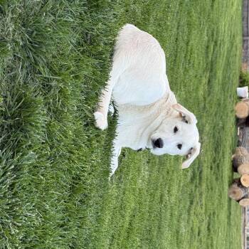 Mixed Breed Dogs Available for Adoption in Kenosha, Wisconsin - Meena | PetCurious